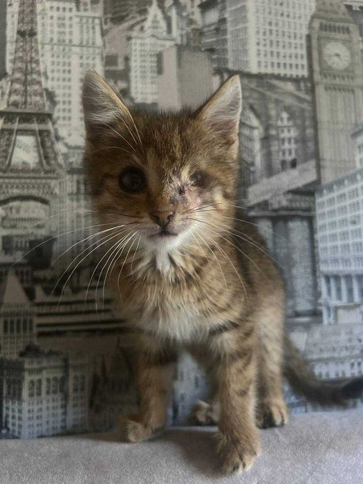 кошеня в добрі руки