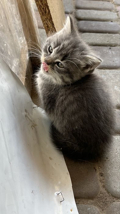 3 котика, віддам в хороші руки. Чорного забрали.