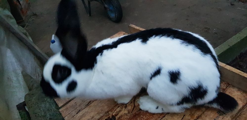 Sprzedam samczyki srokacza