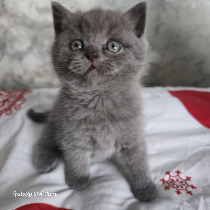 Чистокровні кошенята породи скотіш фолд і блю поінт