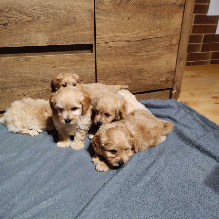 Maltańczyki z hodowli paszport śliczne kulki promocja już do oddania