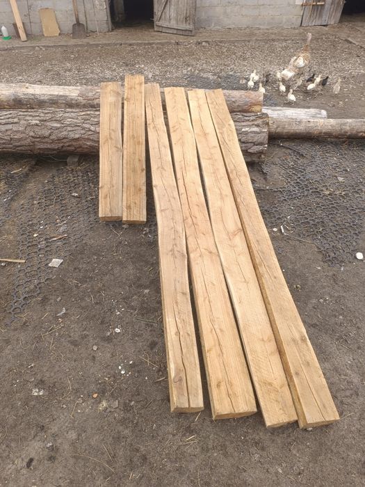 Baliki modrzewiowe, sosnowe, brzozowe