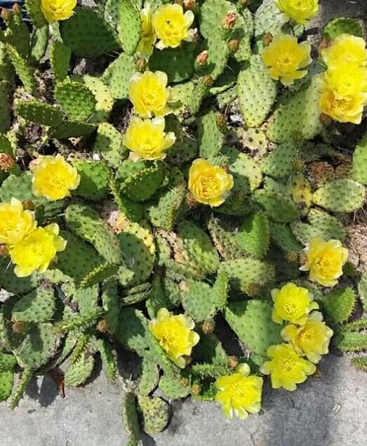 Опунция садовая желтая