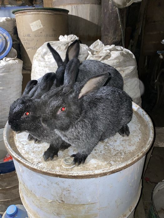 Самці Полтавського срібла ПС кролі,кролики