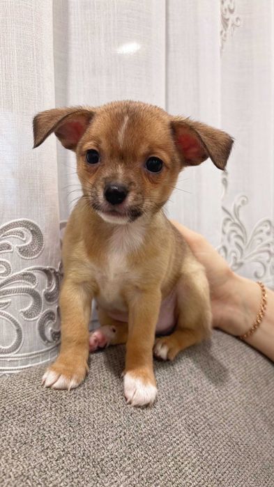 Продам хлопчика в добрі та хороші руки