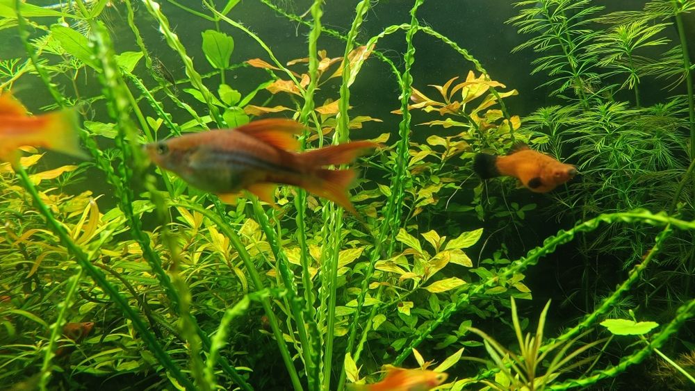 Mieczyki   różne odmiany 4-6 cm