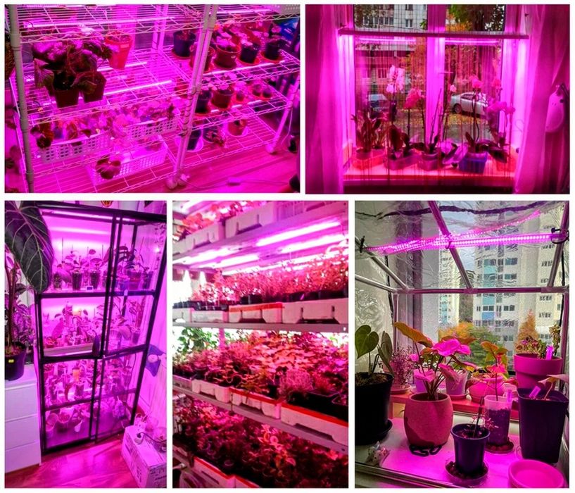 Фітолампа для рослин LED, для орхідей, фіалок, квітів і розсади