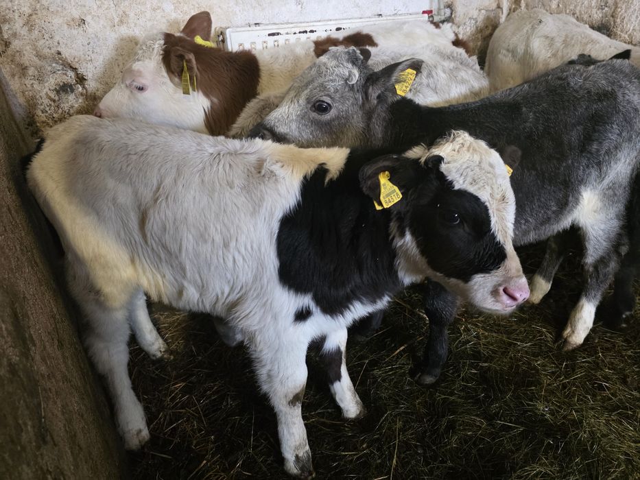 Sprzedam 8 byczków  i  3 jałówki