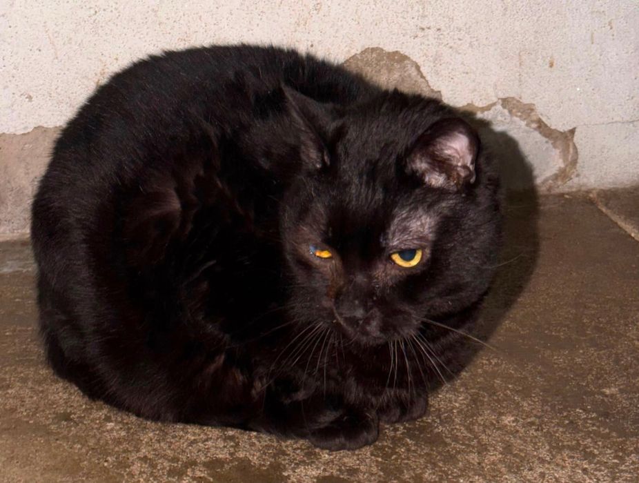 Gatinho para adoção responsável