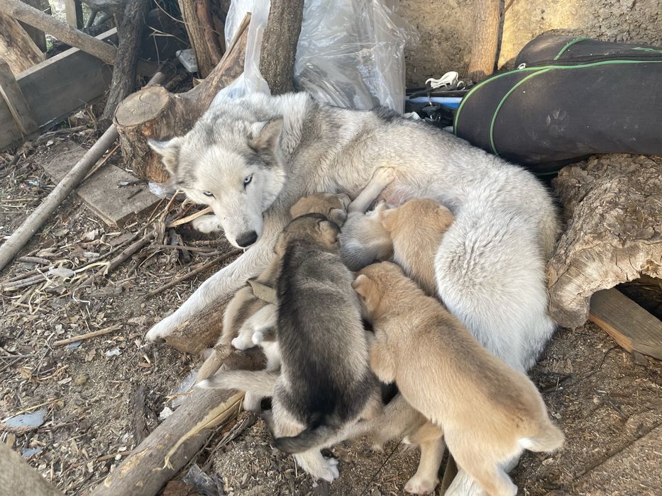 Щенята мама хаскі