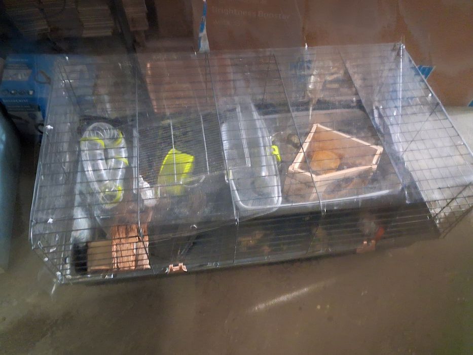 gaiola porco india completa + gaiola hamster