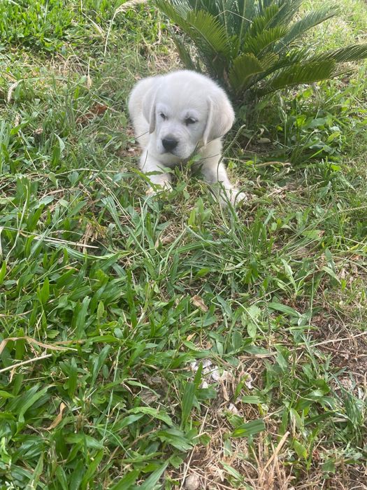 Bebe labrador retrivier