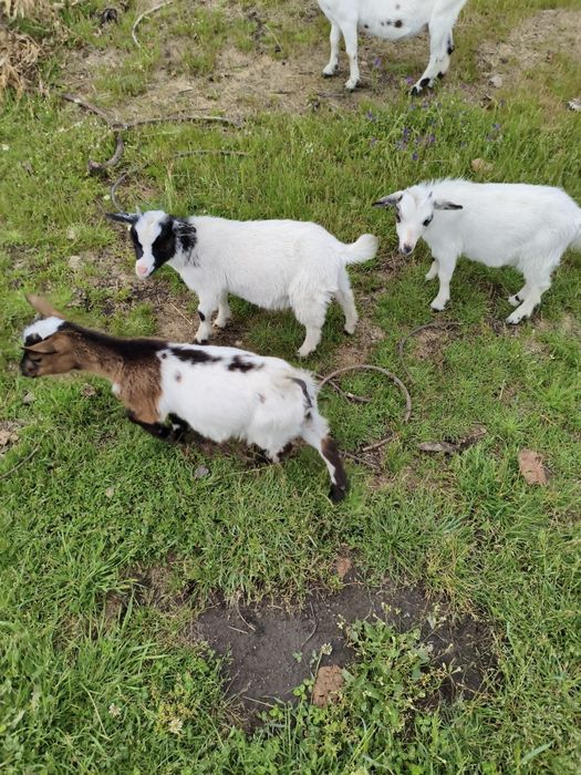 Várias  cabras. anãs