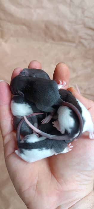 Щури пацюки Дамбо Рекс