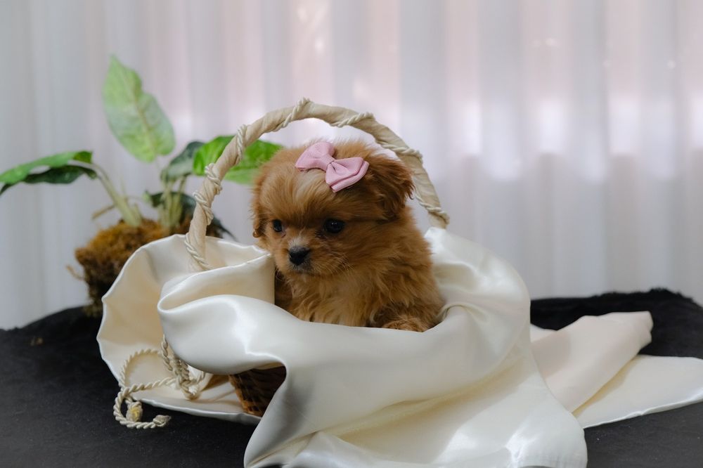 Bebés à procura de família