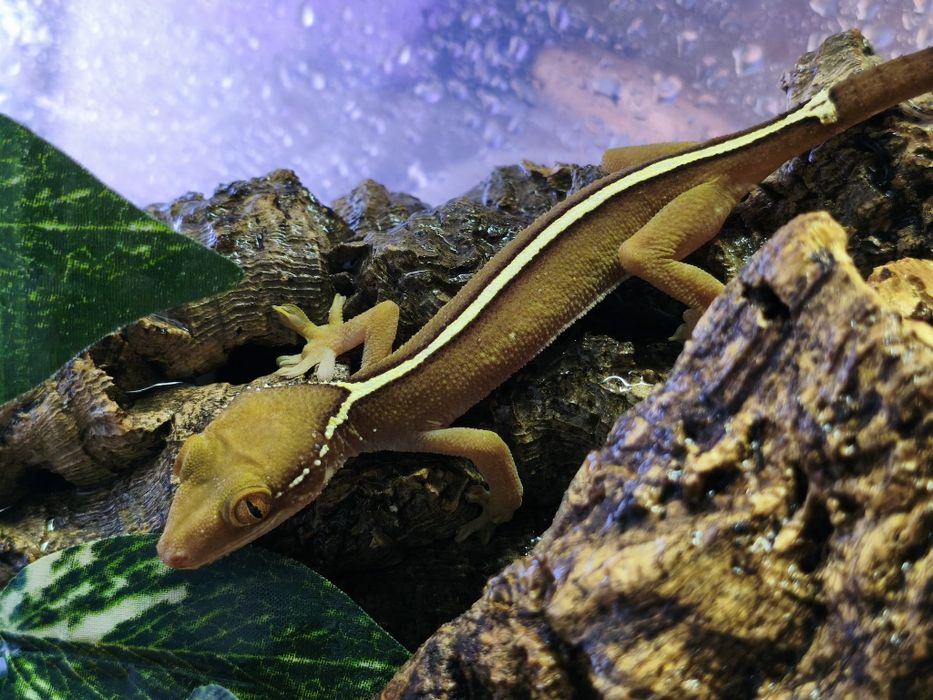 Gekon paskowany Gekko vitattus - samiczka terrarium terrarytsyka