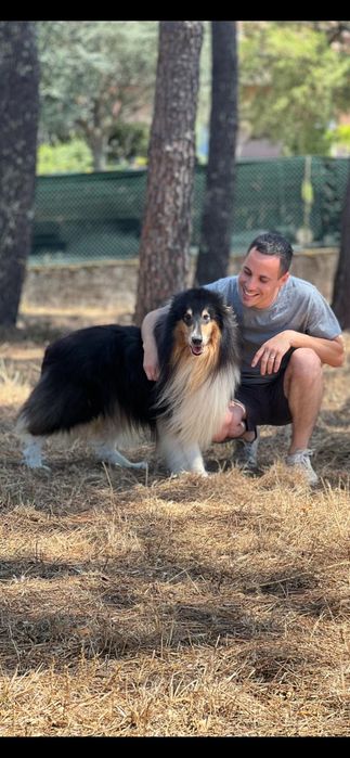Maravilhosa rough collie