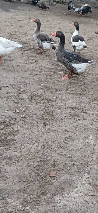 Sprzedam gęsi ,samice i samce