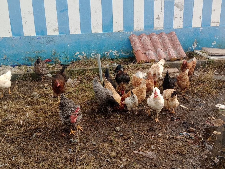 Vendo galinhas galos