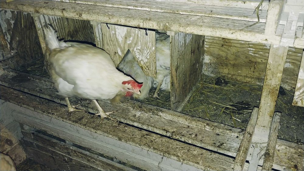 Kury nioski białe sprzedam.