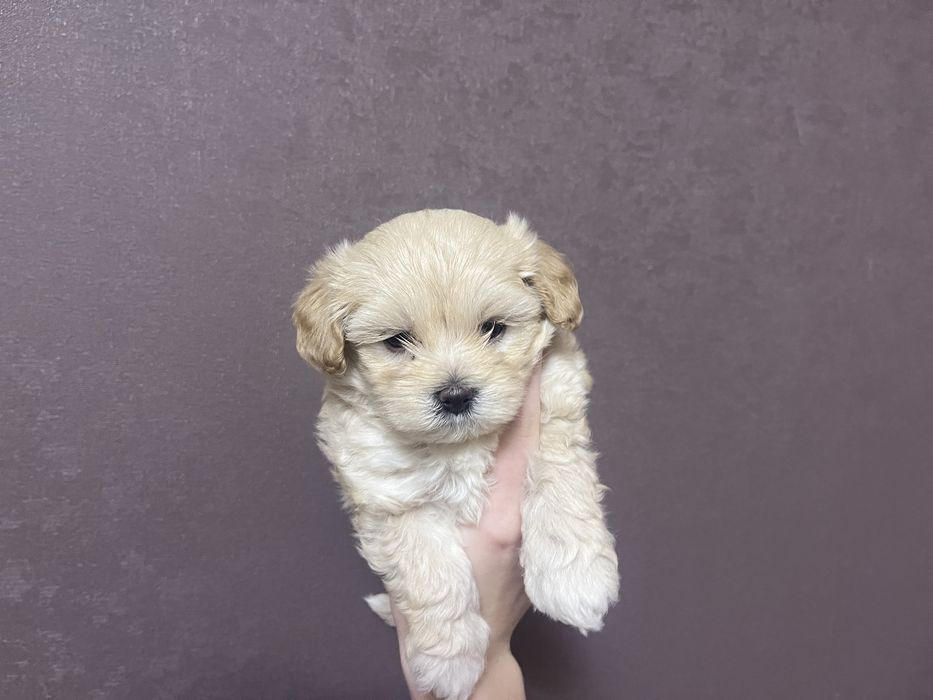 У наявності цуцики мальтіпу готові до бронювання