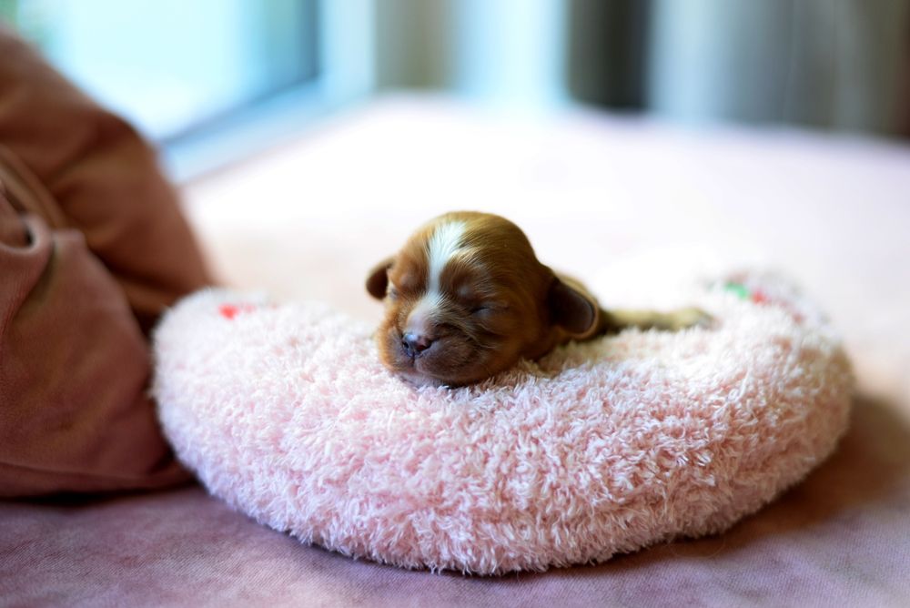 Szczeniak Cavalier King Charles Spaniel
