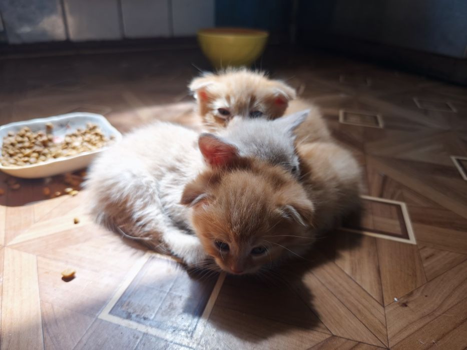 Котята, 1 місяць і неділя