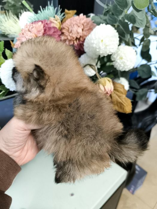 Spitz anão. Lulu da Pomerânia Super Mini.LOP e Afixo. Laranja