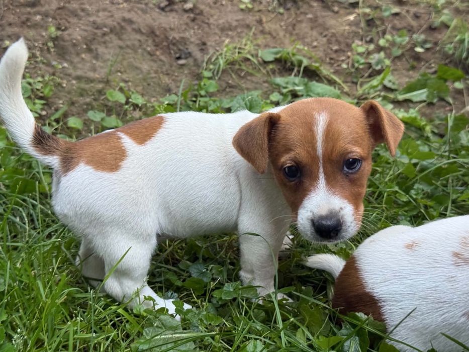 Jack russell terrier