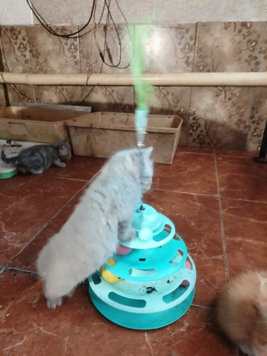 Котята шотландские страйт и фолд