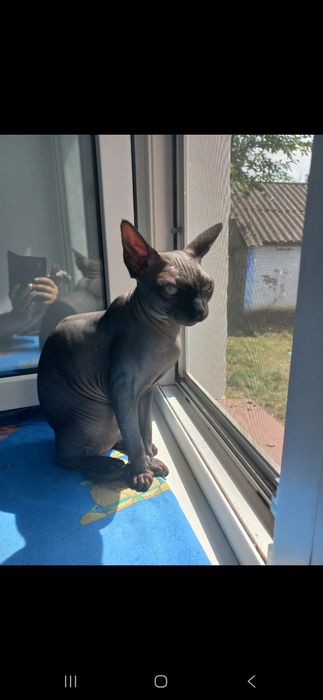 Вязка Донской сфинкс.