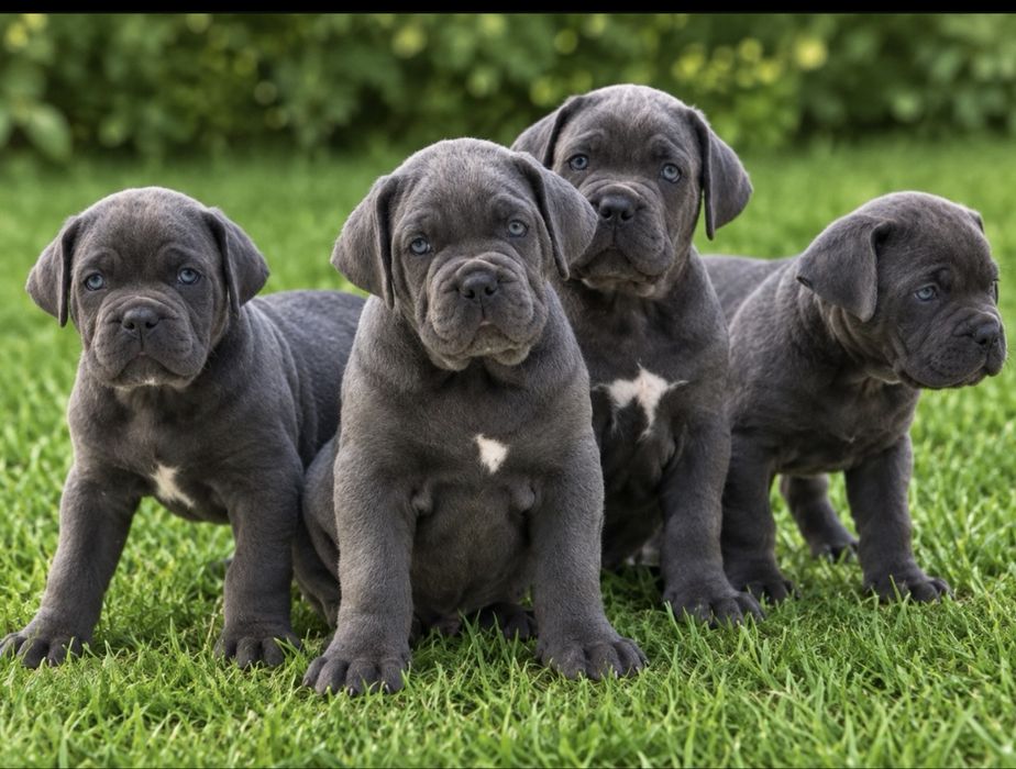Хлопчики дівчатка-Cane corso від питомника