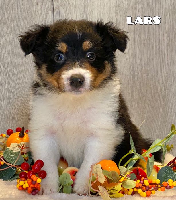 Border Collie  do rezerwacji