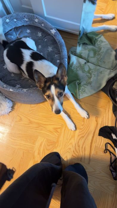 Sunia Trixie do pilnej adopcji