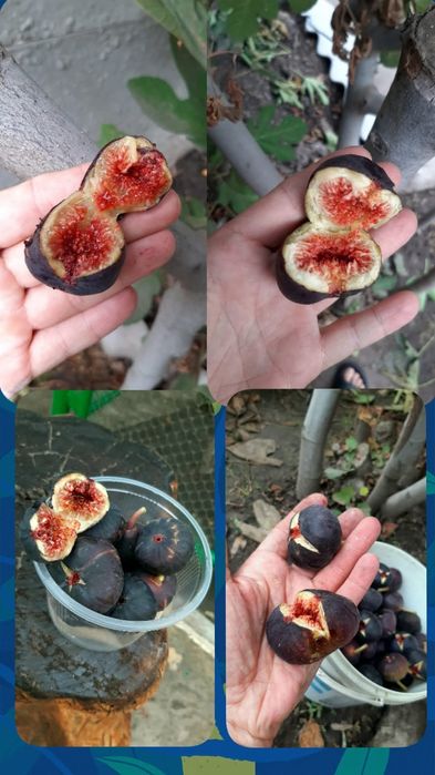 инжир Шави Легви черенки