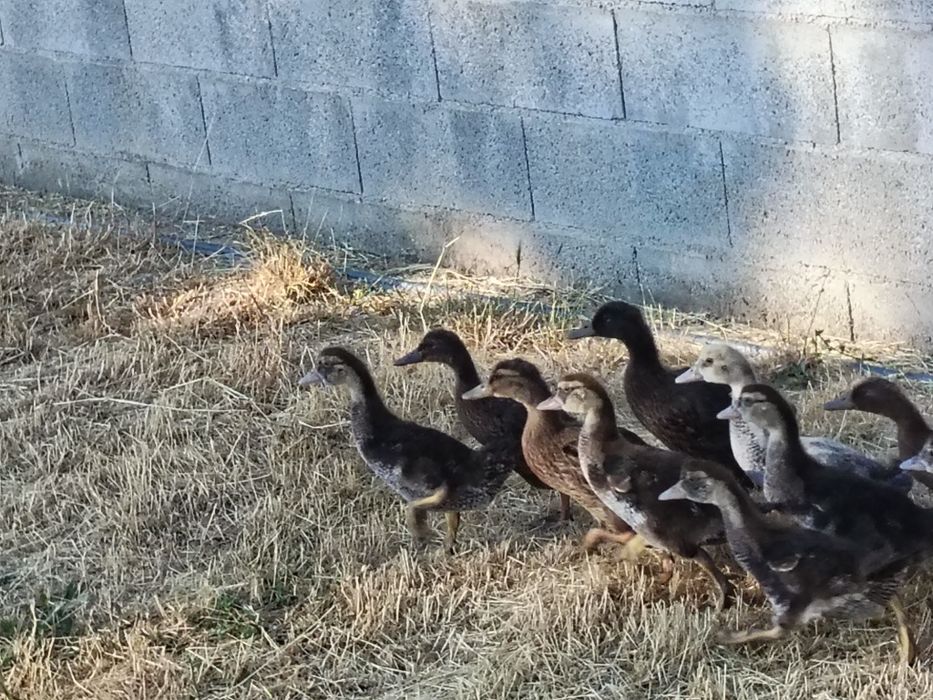 Vendo patos mudos e patos bravos