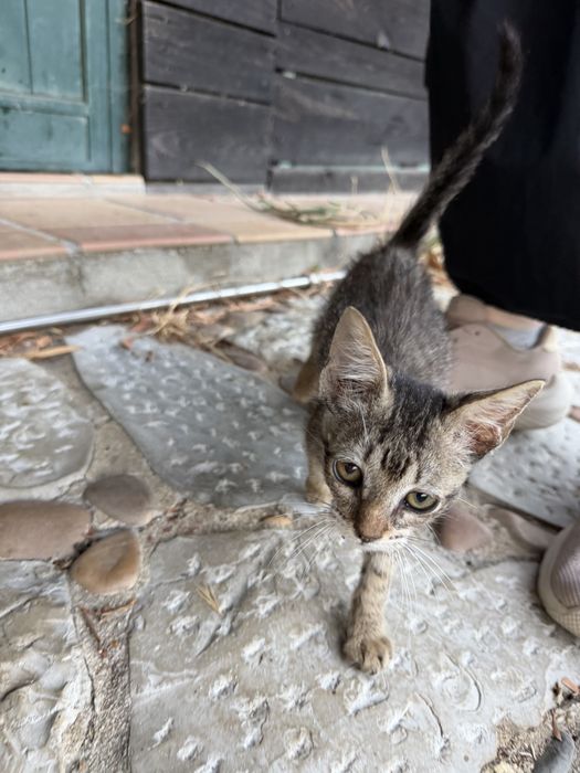 Gatinhos para adoção
