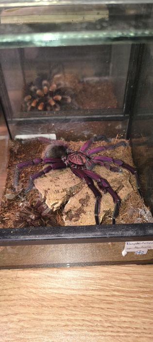 Samiec P sp machalla samiec