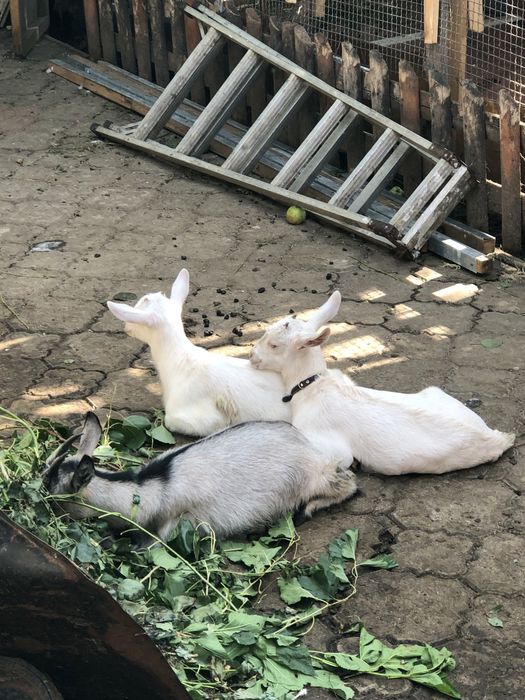 Продам козу ламанчу