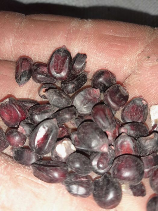 kukurydza  mielenie workowanie sorgo pszenica owies