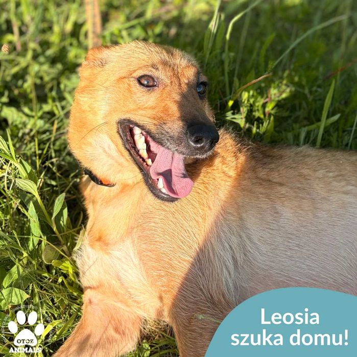Leosia szuka domu!