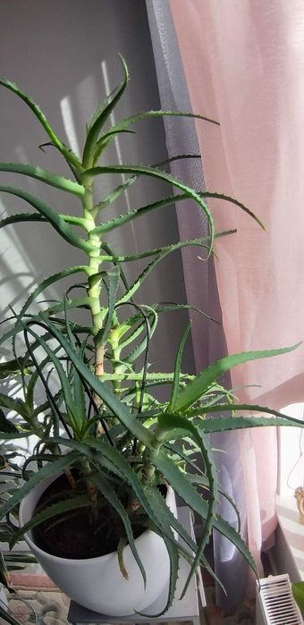 Kwiat doniczkowy aloes