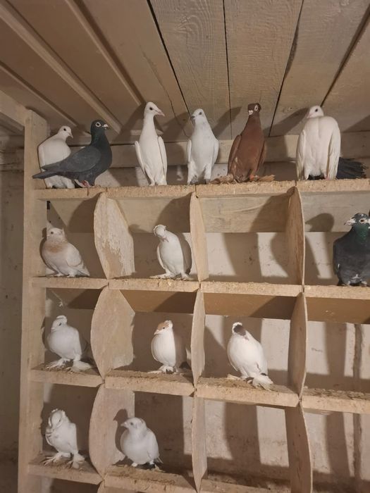 Bociany gołębie ozdobne