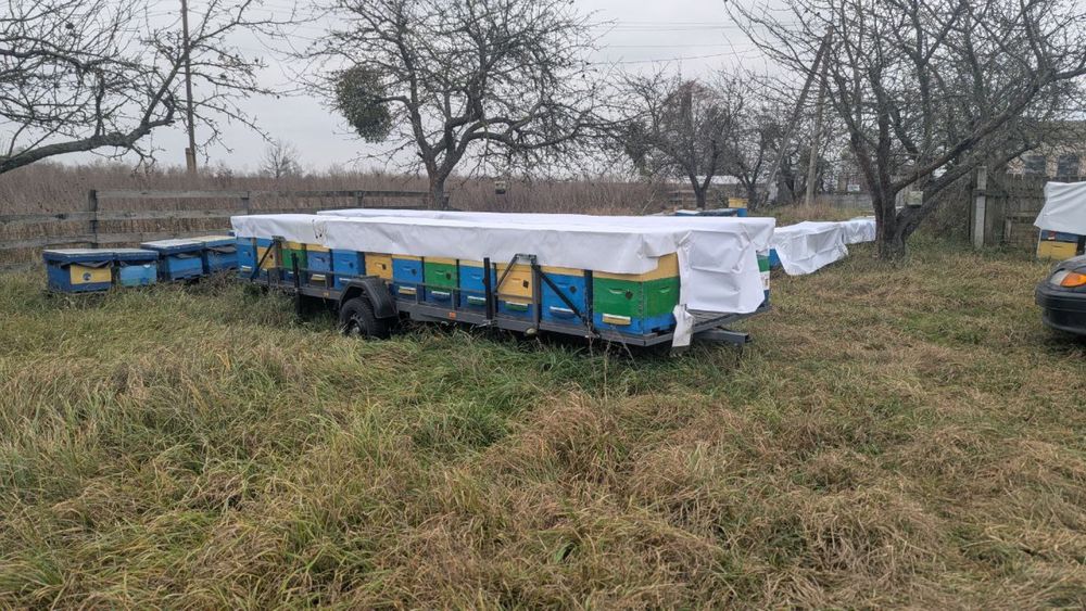 Бджолосімї на весні 2026