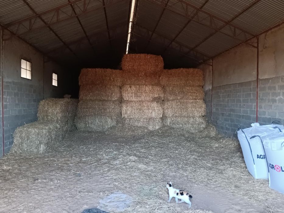 Feno de consociação de aveia + triticale + ervilhaca ou de prado AVEX