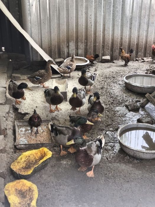 Продаж обмін селезнів крякви та корольків