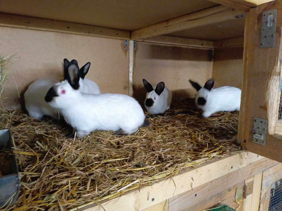 Króliki Kalifornijskie