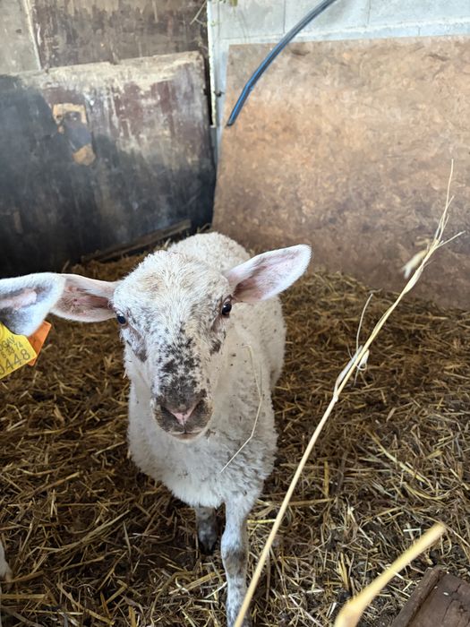 Borregos Inra 401 x Suffolk