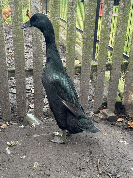 Biegusy kaczki z 2025r.