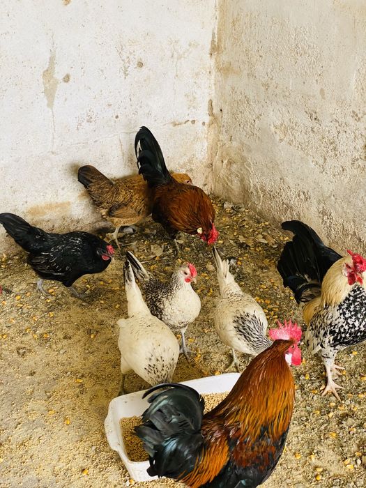 Garnizes de varias cores